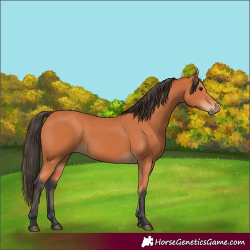 Horse Color:Bay 