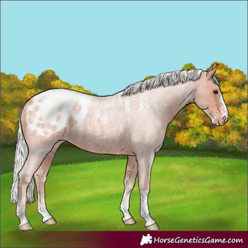Horse Color:Powder White Silver Bay Roan Mushroom Appaloosa