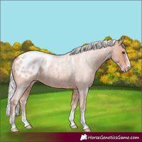 Horse Color:Powder White Silver Bay Roan Mushroom Appaloosa