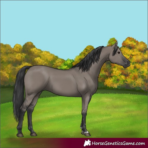 Horse Color:Grullo 