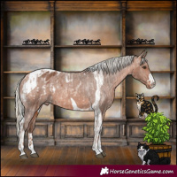 Horse Color:Red Roan Mushroom Appaloosa and Silver Bay Mushroom Tobiano Appaloosa