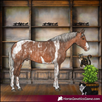 Horse Color:Red Roan Mushroom Appaloosa  and Silver Bay Mushroom Tobiano Appaloosa 