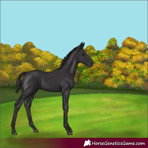 Horse Color:Smoky Black