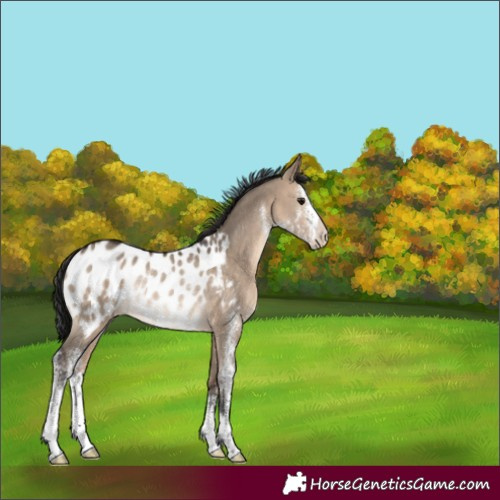 Horse Color:Brown Dun Sabino Blanket Rabicano