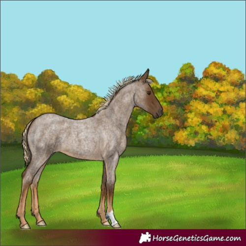 Horse Color:Chocolate Palomino Roan 
