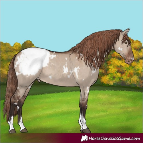 Horse Color:White Spotted Liver Red Dun Tobiano Appaloosa 