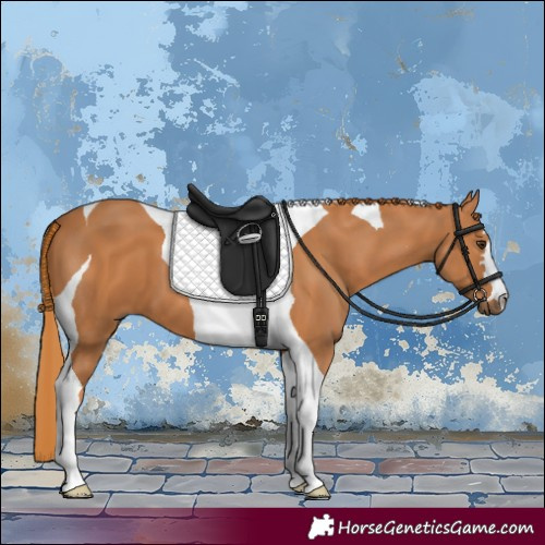 Horse Color:Chestnut Tobiano 