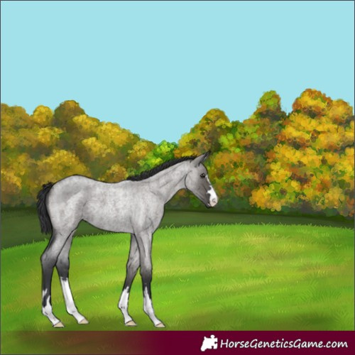 Horse Color:Grullo Roan 