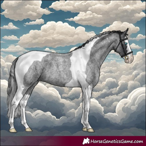 Horse Color:Blue Roan Splash Tobiano 
