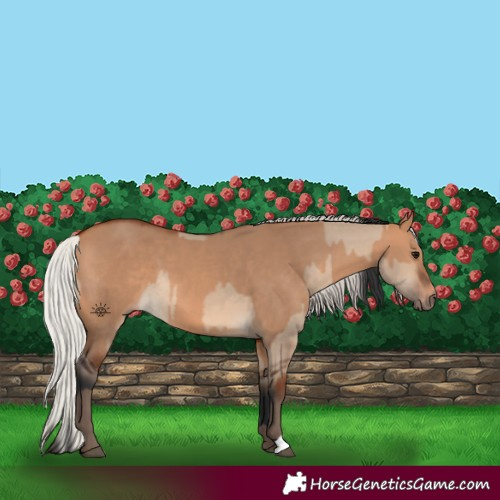 Horse Color:Bay Dun  and Silver Bay Dun 