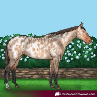 Horse Color:Bay Dun  and Bay Dun Appaloosa 