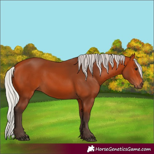 Horse Color:Silver Bay 