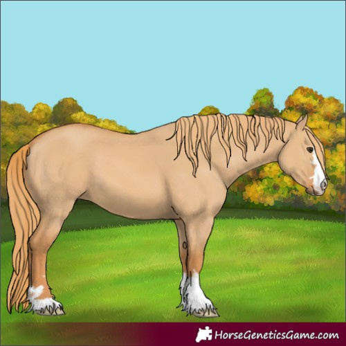 Horse Color:Red Dun 