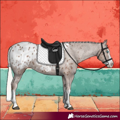 Horse Color:Silver Black Splash Blanket 