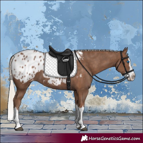 Horse Color:Silver Black Splash Appaloosa 