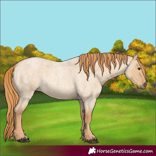 Horse Color:Red Dun Roan
