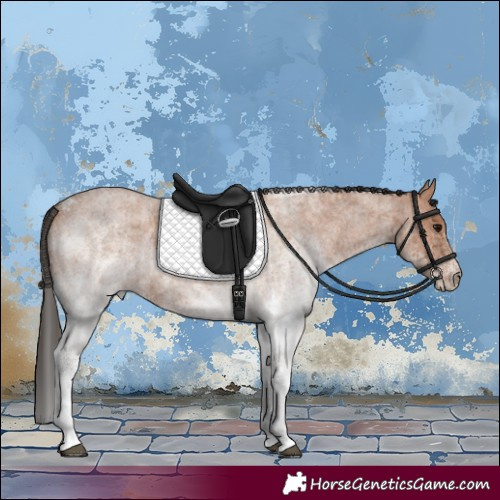 Horse Color:White Spotted Bay Roan