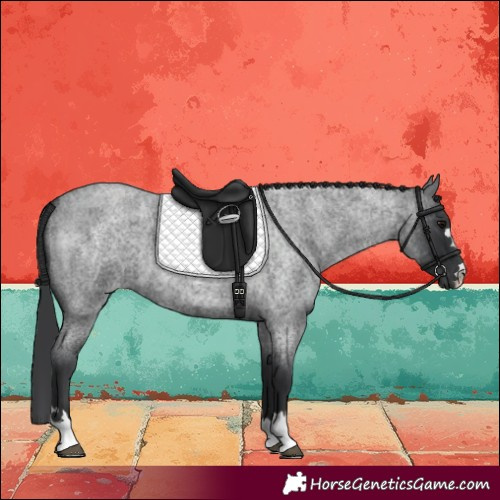 Horse Color:Blue Roan 