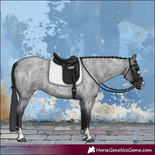 Horse Color:Blue Roan