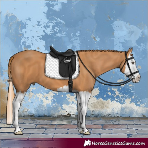 Horse Color:Chestnut Splash 