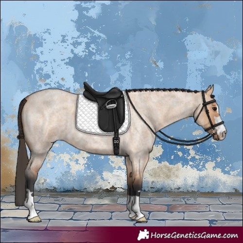 Horse Color:Bay Roan Dun 