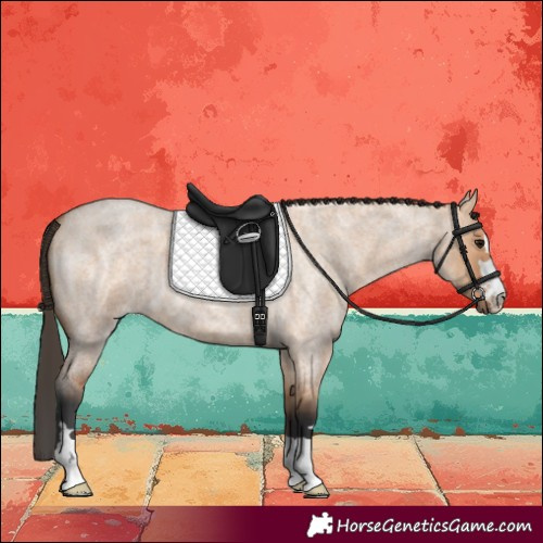 Horse Color:Bay Roan Dun 