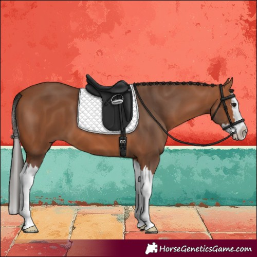 Horse Color:Bay Splash 