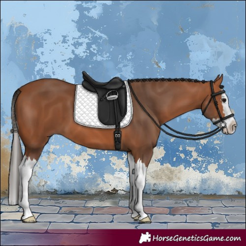 Horse Color:Bay Splash 