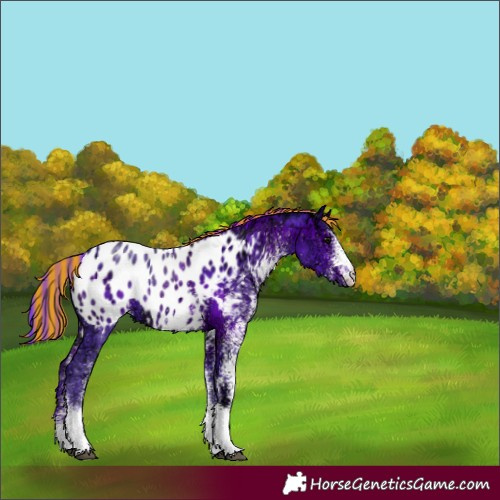 Horse Color:Painted Watercolor White Spotted Black Ice Appaloosa 