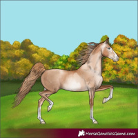 Horse Color:Gold Champagne Pearl Rabicano  and Gray Gold Champagne Pearl Rabicano 