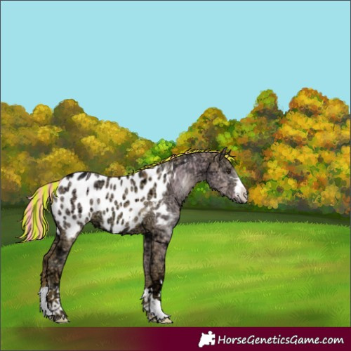 Horse Color:Painted Watercolor Red Dun Ice Appaloosa