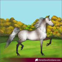Horse Color:Gray Bay 