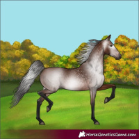 Horse Color:Gray Bay 