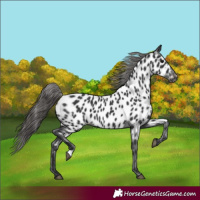Horse Color:Black Appaloosa 