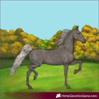 Horse Color:Silver Black 