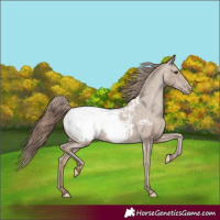 Horse Color:Classic Champagne Appaloosa 