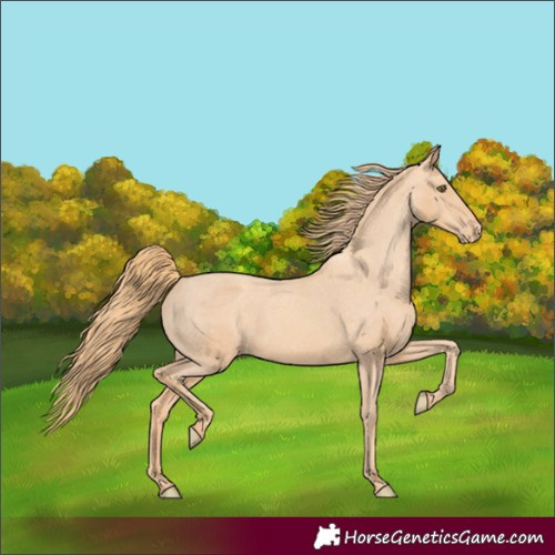 Horse Color:Gold Champagne Appaloosa