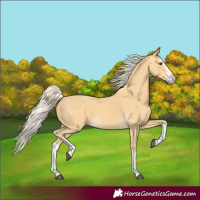 Horse Color:Palomino Splash 