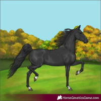 Horse Color:Black 