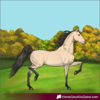 Horse Color:Buckskin 