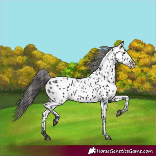 Horse Color:Black Appaloosa