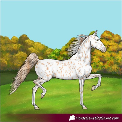 Horse Color:Gold Champagne Splash Appaloosa 