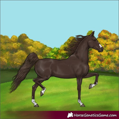 Horse Color:Liver Chestnut 