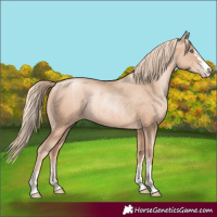 Horse Color:Gold Champagne Pearl Rabicano and Gold Champagne Pearl Rabicano