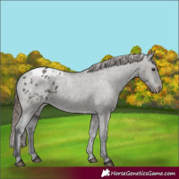 Horse Color:Grullo Blanket