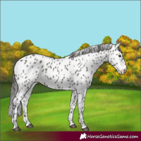 Horse Color:Grullo Leopard 