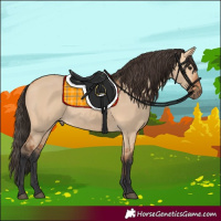 Horse Color:Bay Dun Rabicano