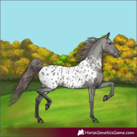 Horse Color:Grullo Appaloosa 