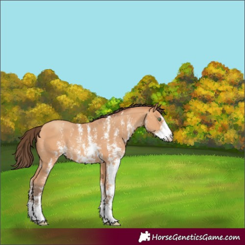 Horse Color:Amber Champagne Sabino Rabicano 