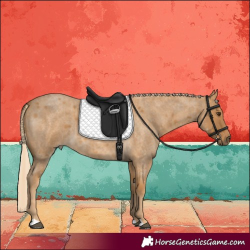 Horse Color:Palomino Roan 